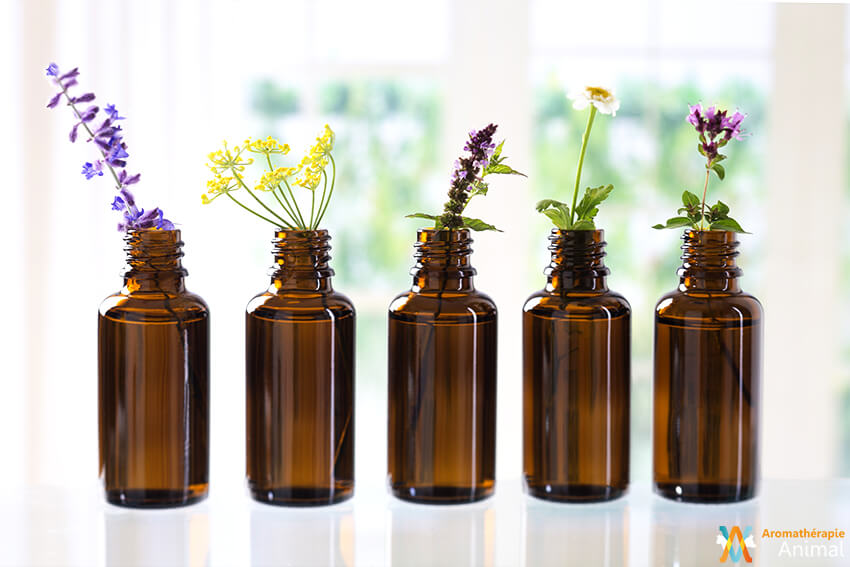 Aromathérapie : tout sur l'utilisation des huiles essentielles et l' aromathérapeute
